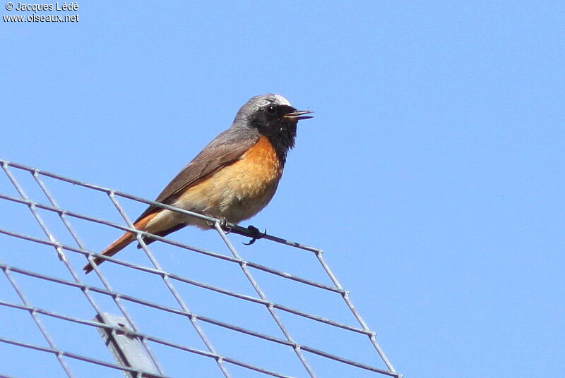 Common Redstart