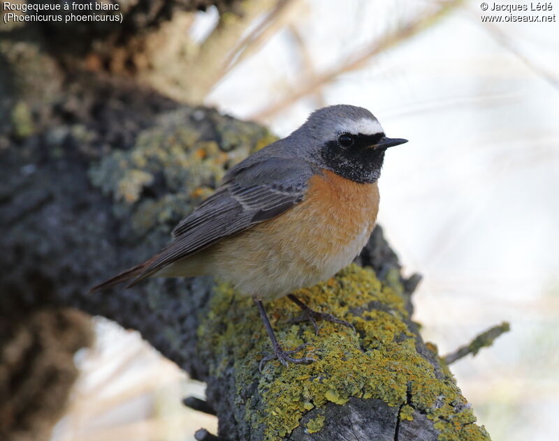 Common Redstart