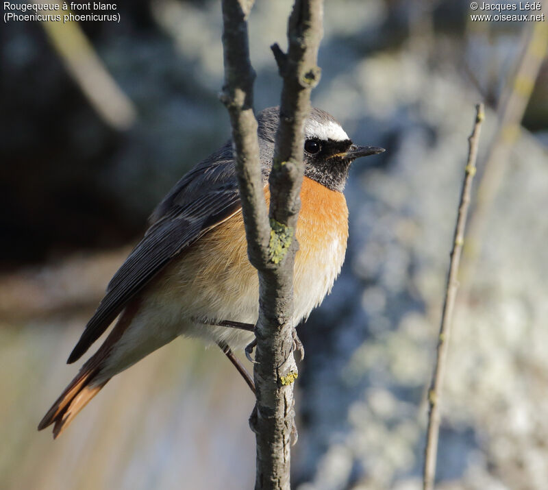 Common Redstart