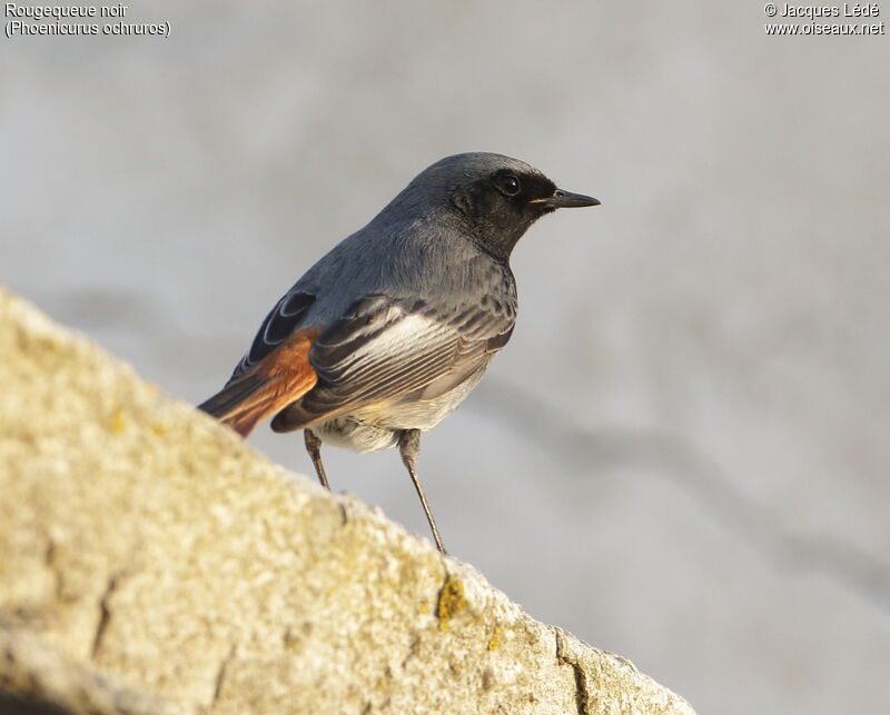 Black Redstart