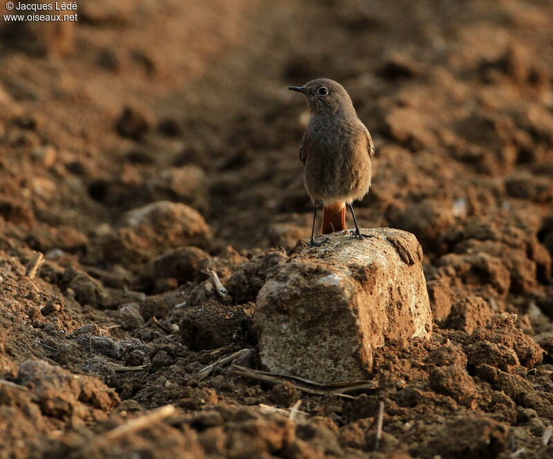 Black Redstart