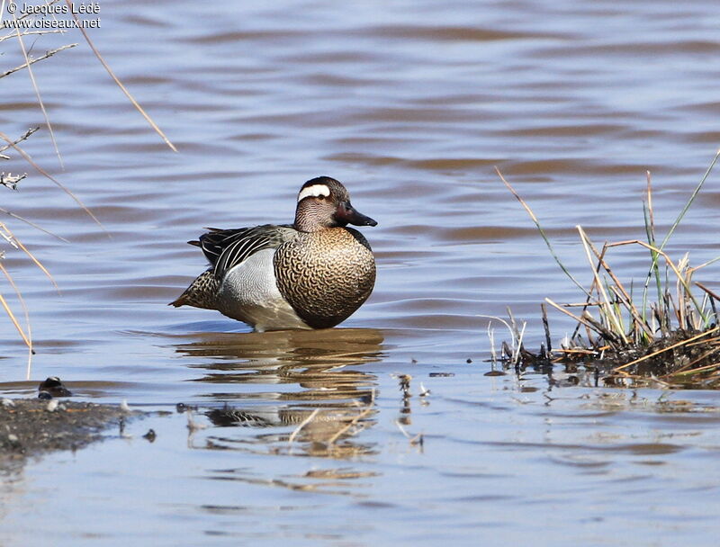 Garganey