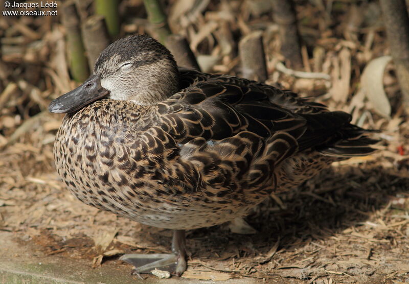 Bernier's Teal