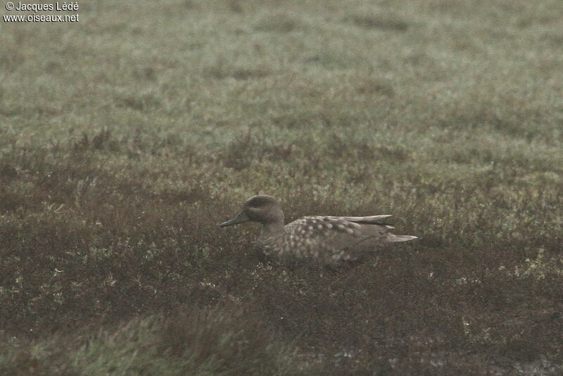 Marbled Duck