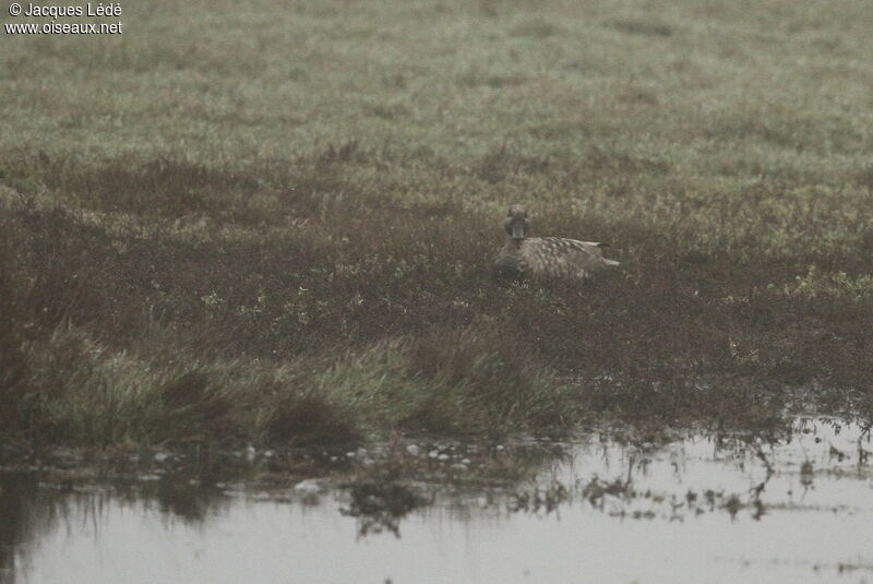 Marbled Duck