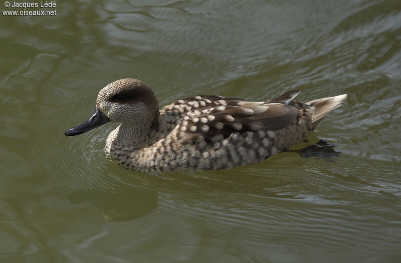 Marbled Duck