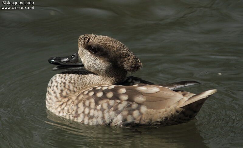 Marbled Duck