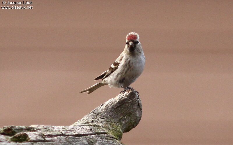 Common Redpoll