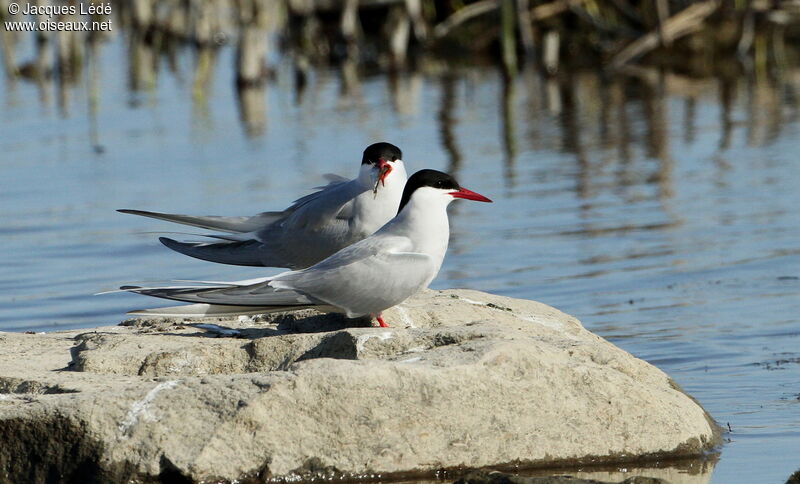 Arctic Tern