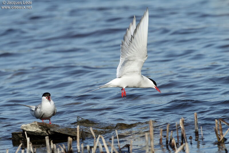 Arctic Tern