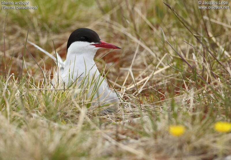 Arctic Tern