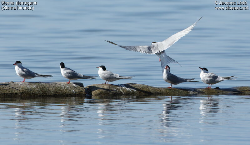 Common Tern