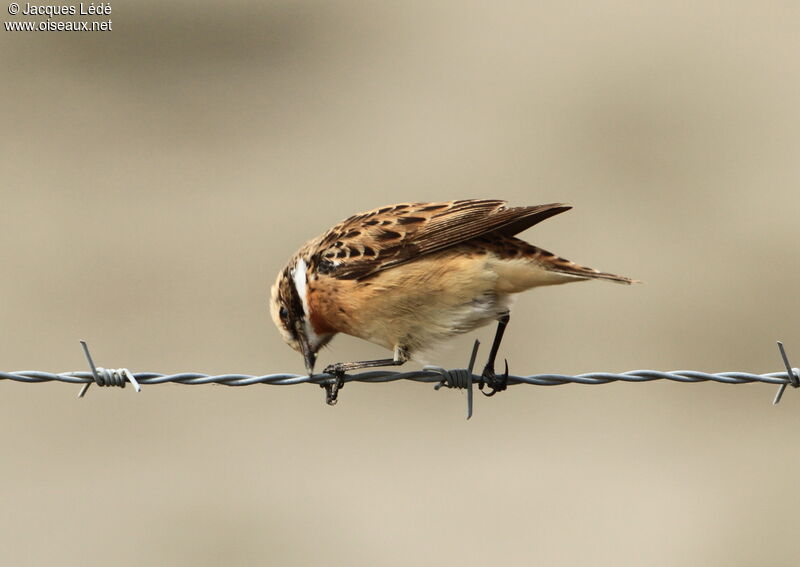 Whinchat