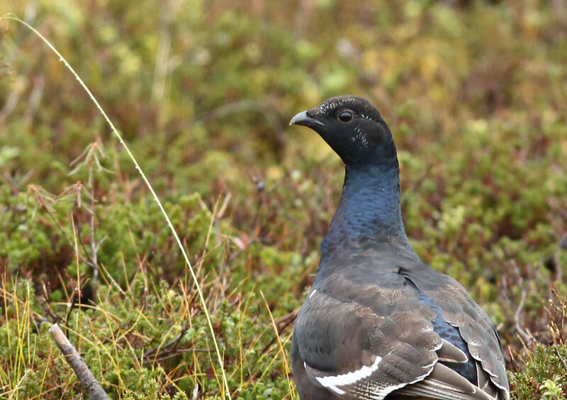 Black Grouse