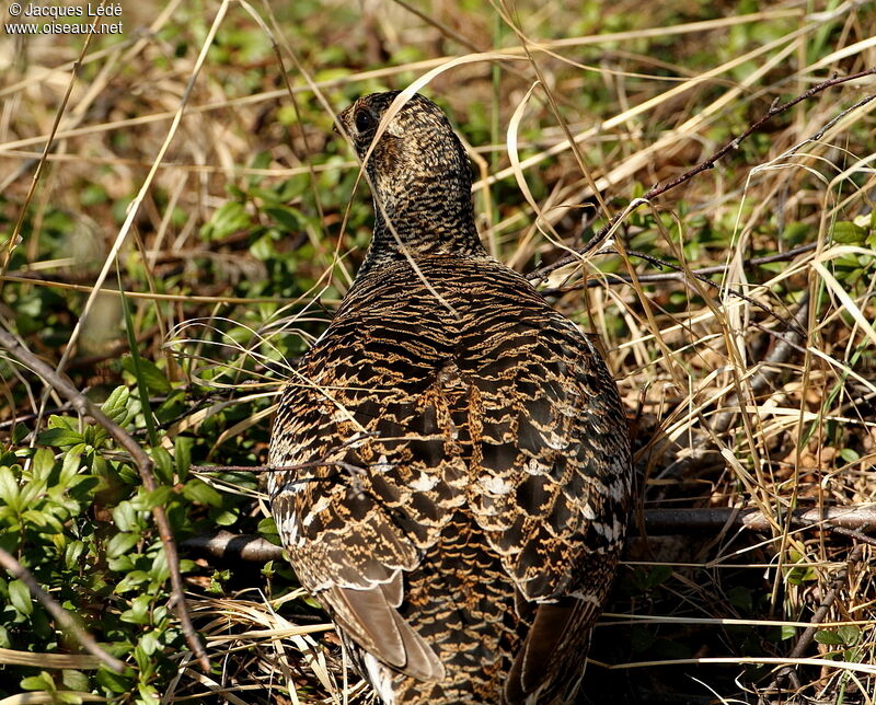 Black Grouse