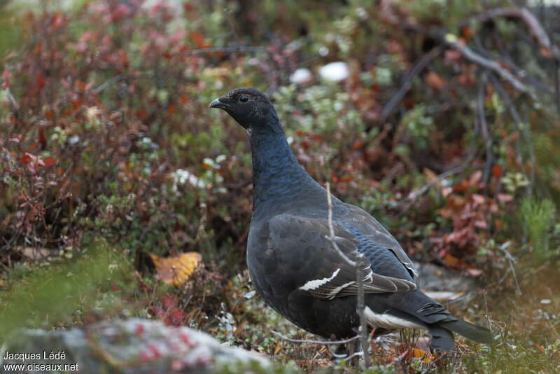 Tétras lyre mâle immature, identification