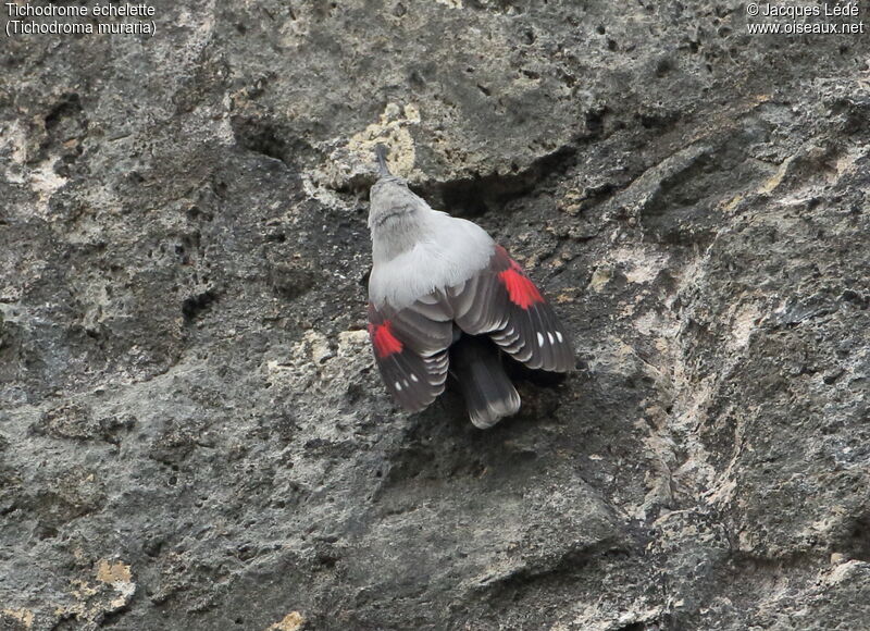 Wallcreeper