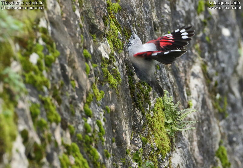 Wallcreeper