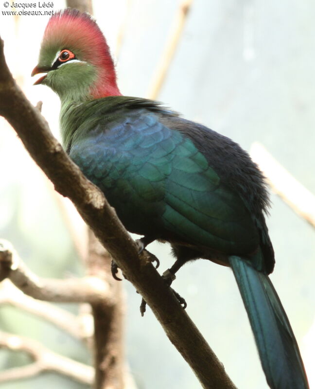 Fischer's Turaco