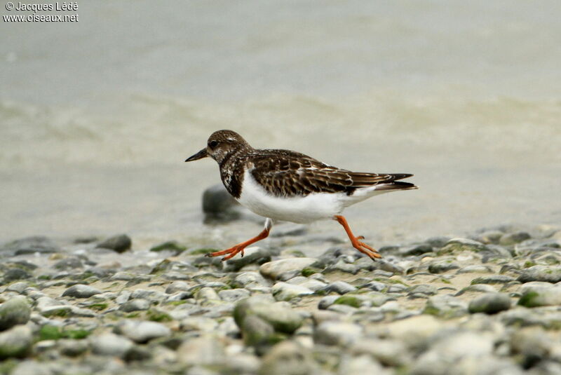 Ruddy Turnstone