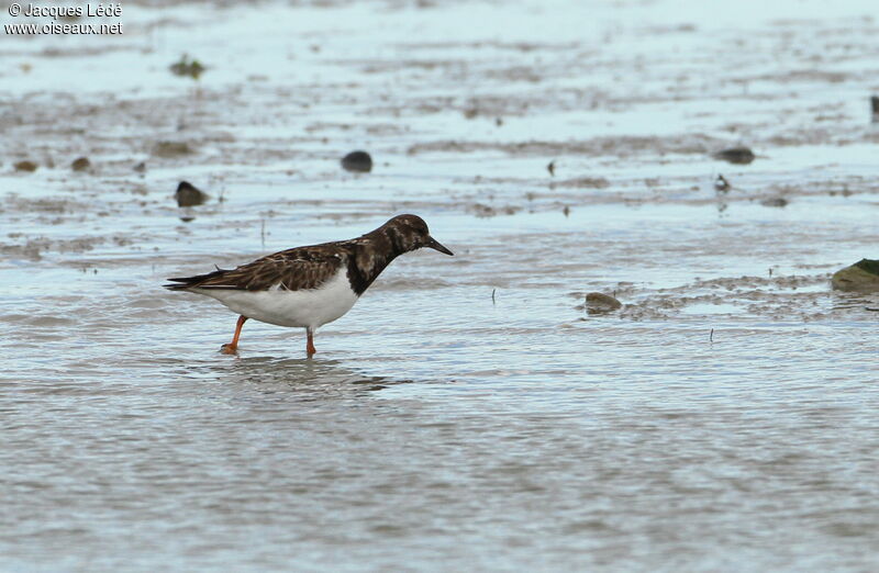 Ruddy Turnstone