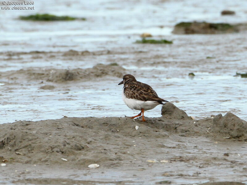 Ruddy Turnstone