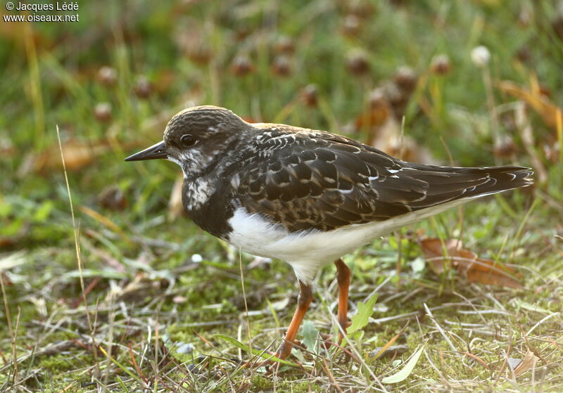 Ruddy Turnstone