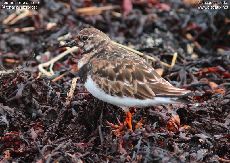 Ruddy Turnstone