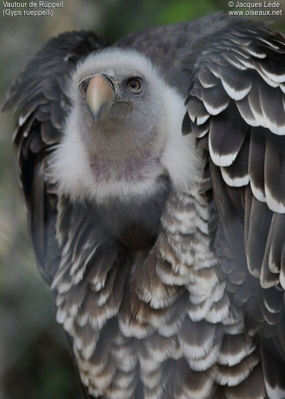 Rüppell's Vulture