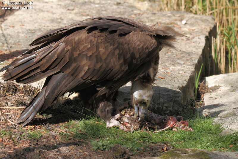 Cinereous Vulture