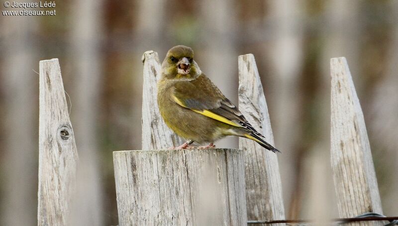 European Greenfinch