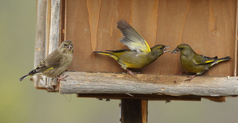 European Greenfinch