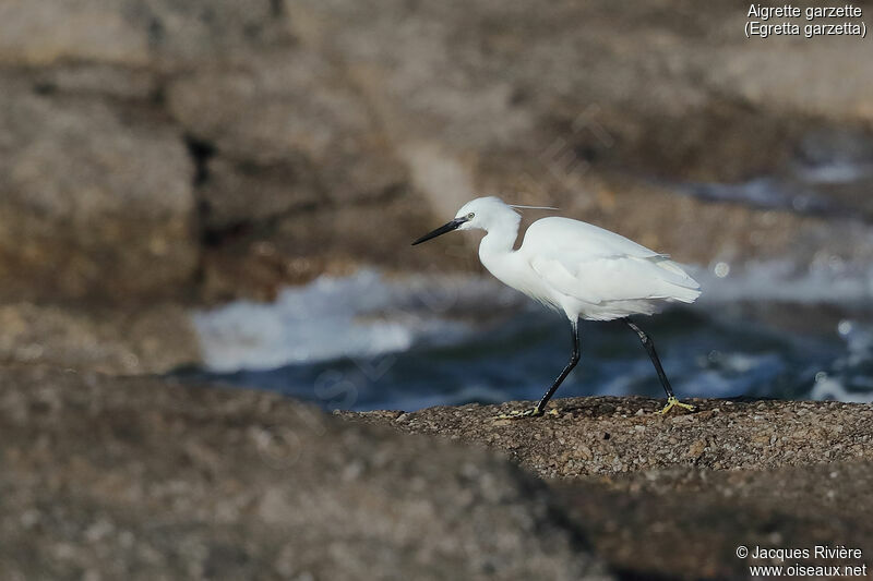 Aigrette garzetteadulte internuptial, identification