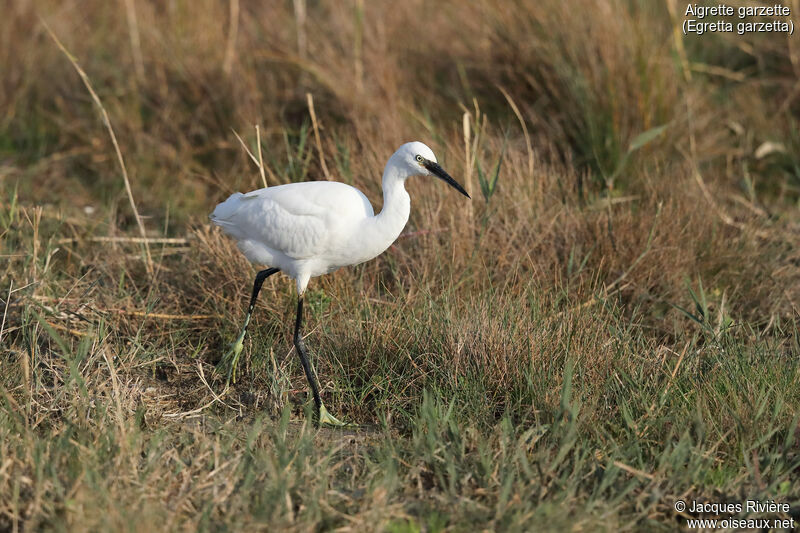 Aigrette garzetteadulte internuptial