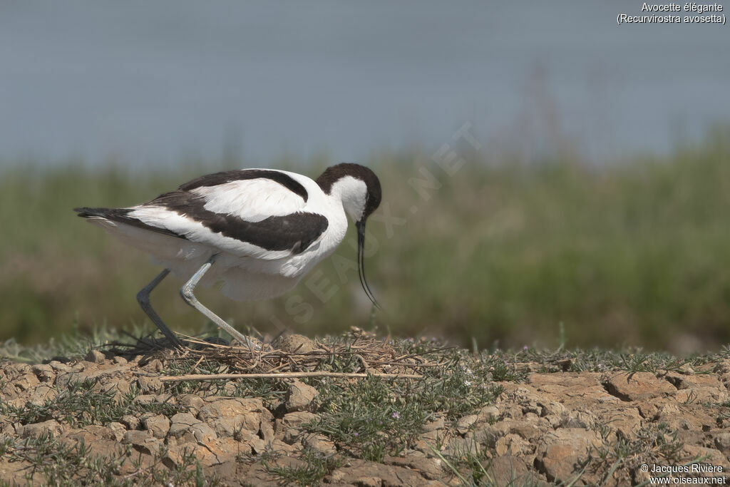 Avocette éléganteadulte nuptial, identification, Nidification
