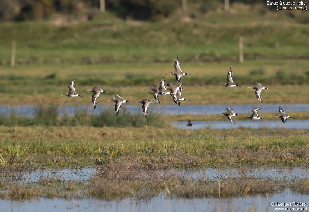 Barge à queue noire