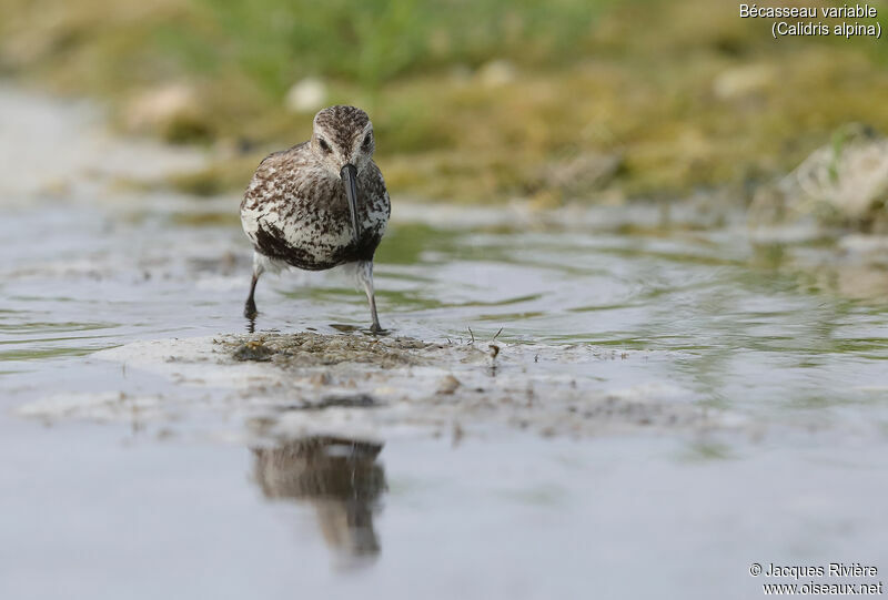 Bécasseau variableadulte nuptial, identification