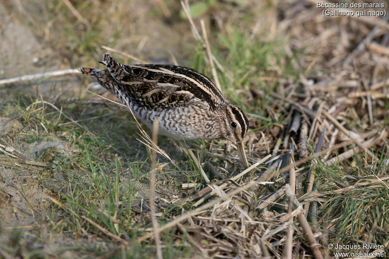 Bécassine des maraisadulte, identification, mange