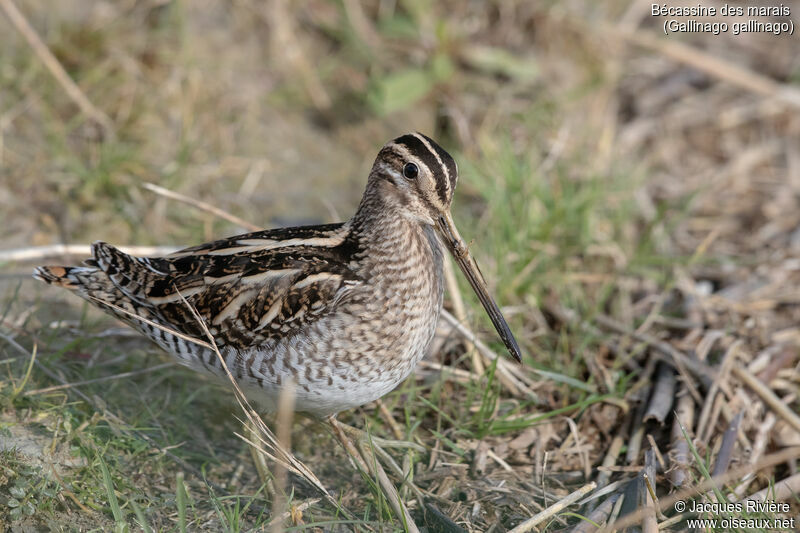 Bécassine des maraisadulte, identification