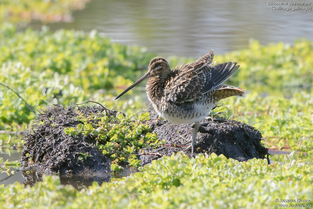 Bécassine des maraisadulte internuptial, identification, soins