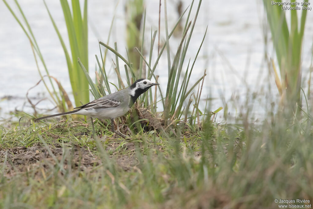 White Wagtail