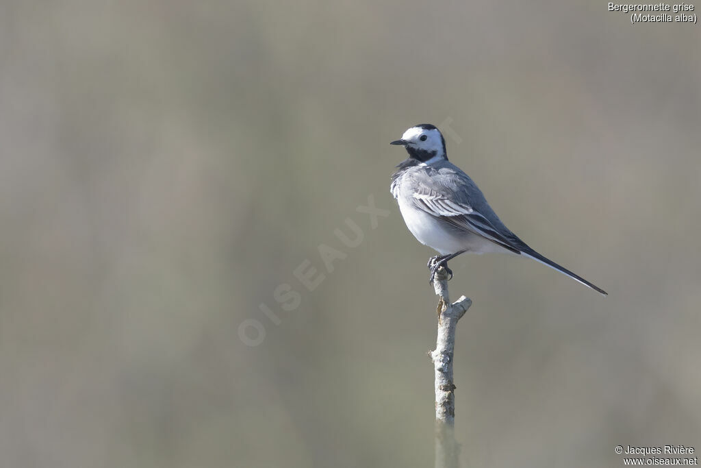 White Wagtail