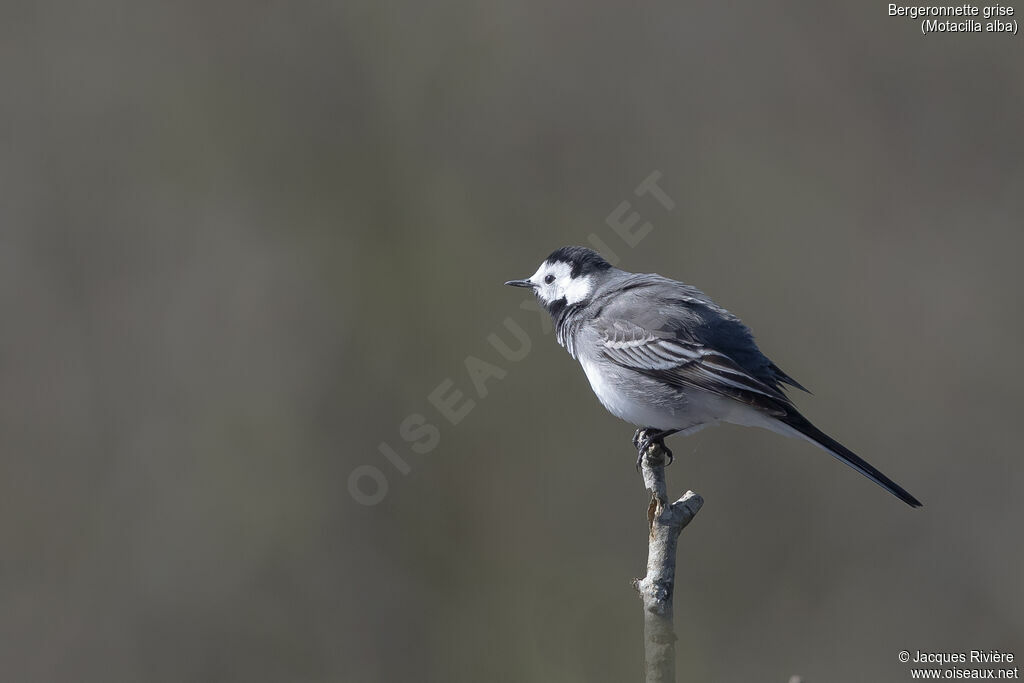 White Wagtail