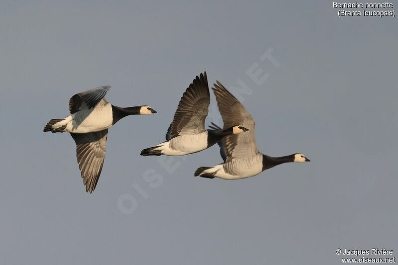 Barnacle Gooseadult, Flight