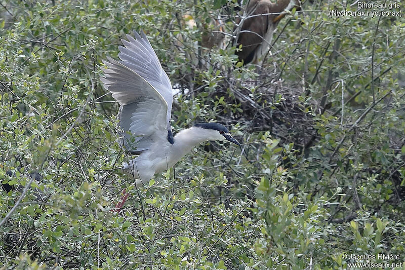 Black-crowned Night Heronadult, Flight, Reproduction-nesting