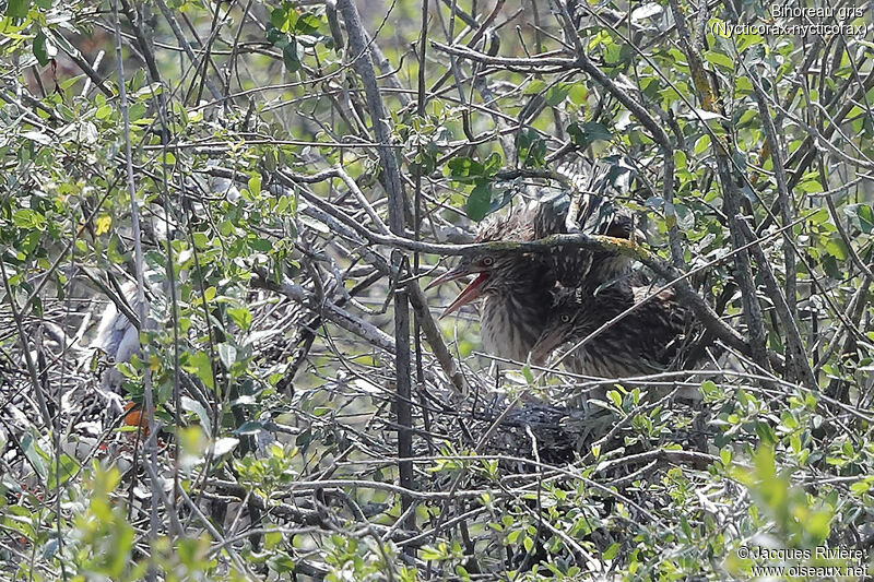 Black-crowned Night Heronjuvenile, identification, Reproduction-nesting