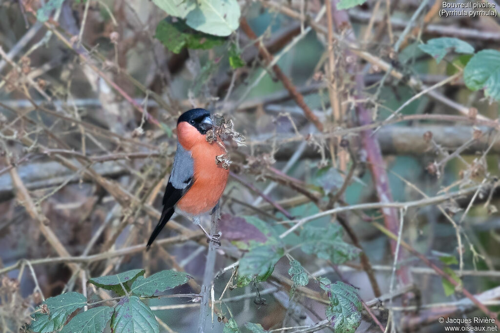 Bouvreuil pivoine mâle adulte nuptial, identification, mange