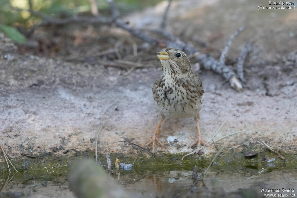 Bruant proyeradulte, identification, boit