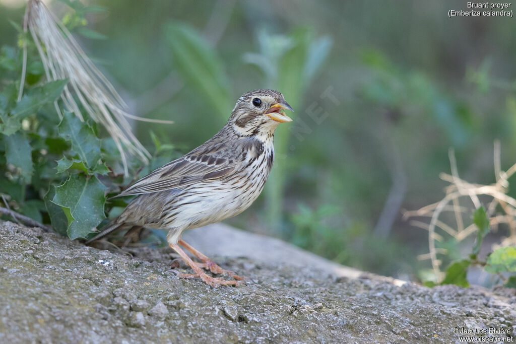 Bruant proyeradulte nuptial, identification