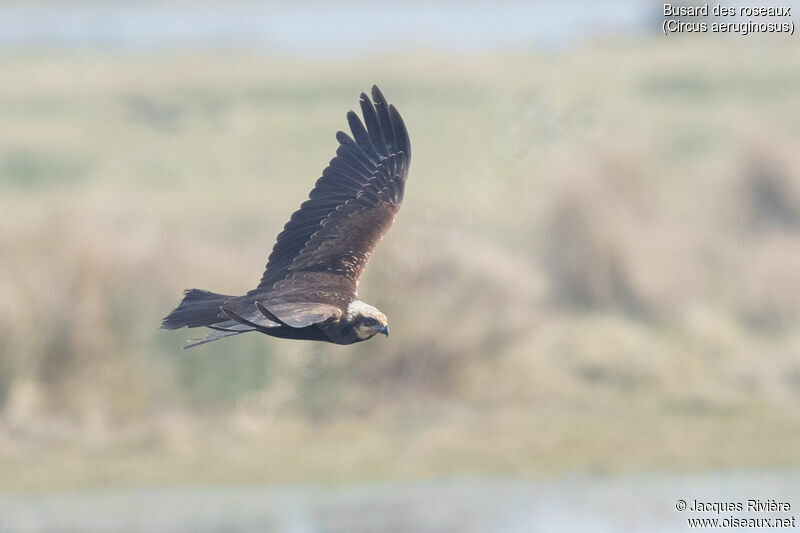 Western Marsh Harrier female adult, Flight